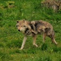 Wolf2